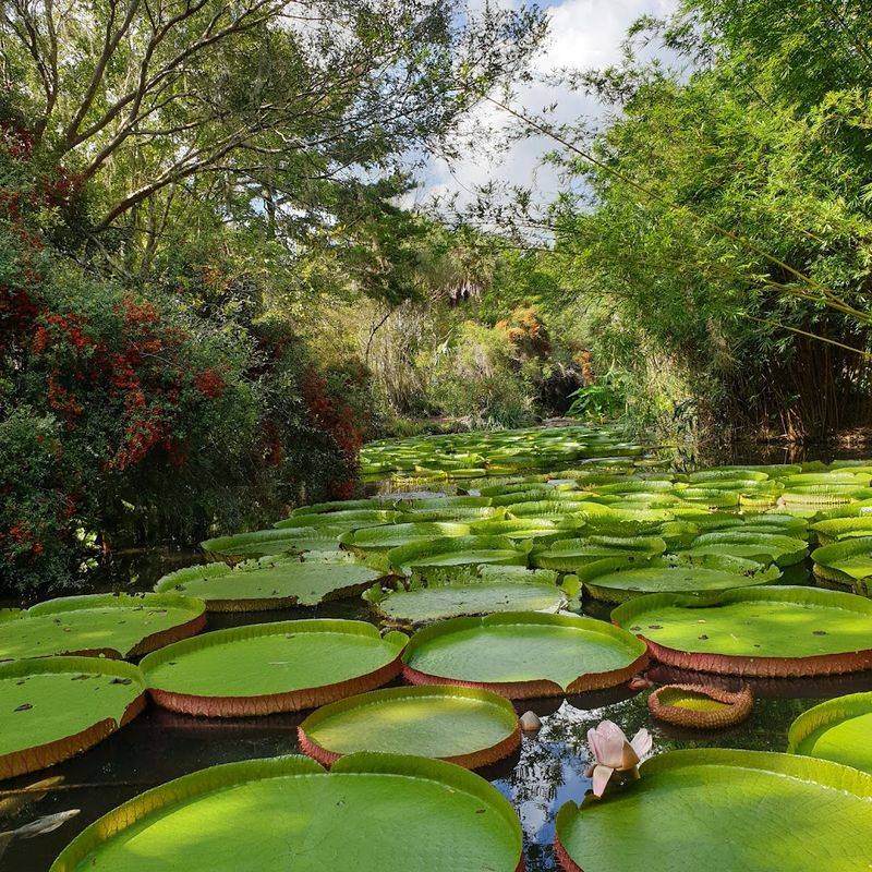 The Giant Victoria Water Lilies That Started It All
