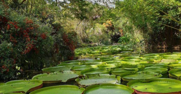 This Florida Pond Looks Like a Fairytale With the World’s Largest Lily Pads
