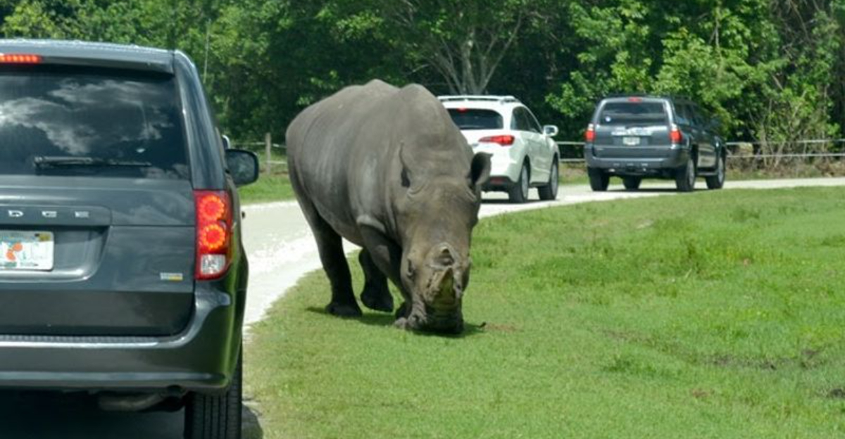 This Florida drive thru park lets you experience an African safari up close