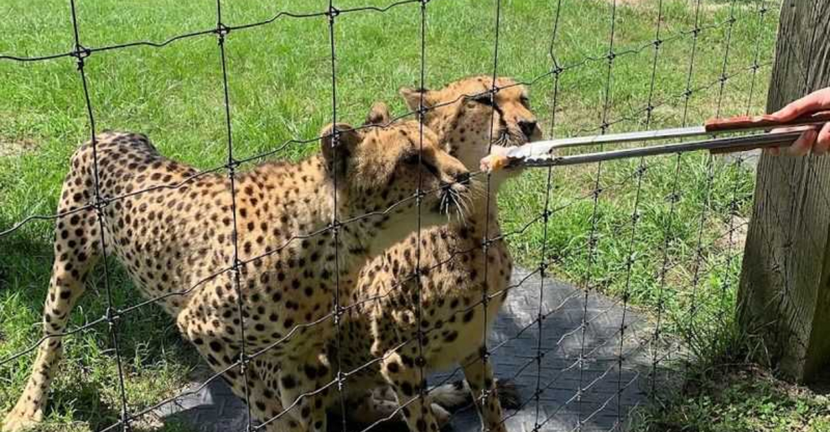 This Florida safari experience lets you get surprisingly close to exotic animals in a way most people never