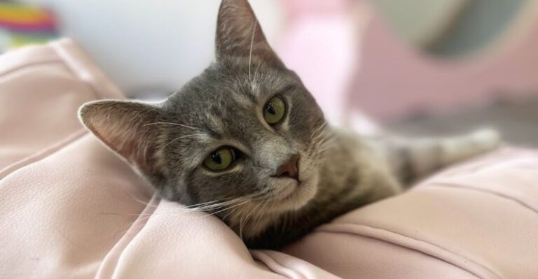 This Hidden Cat Cafe In Michigan Lets You Spend Time With Adoptable Cats