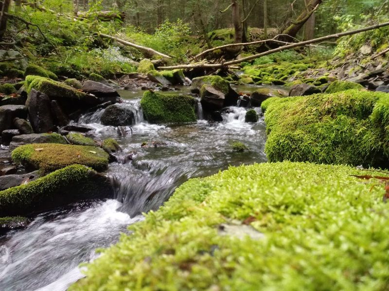 This Little-Known Pennsylvania State Park Feels Like Your Own Private Escape 2 A Creek That Actually Cools You Down on Hot Summer Days
