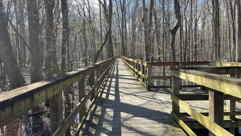 A Boardwalk That Feels Like Walking Into Another World