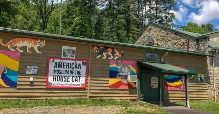 This North Carolina Cat Museum Is A Must-Visit For Cat Enthusiasts