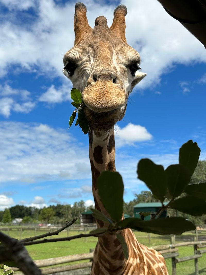 This Small Giraffe Ranch In Florida Is A Unique Way To See African Animals 2 The Drive-Through Safari Experience