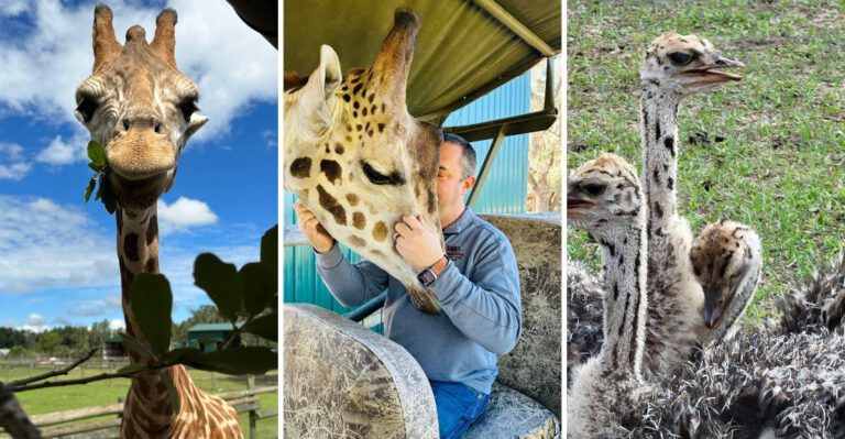 This Small Giraffe Ranch In Florida Is A Unique Way To See African Animals