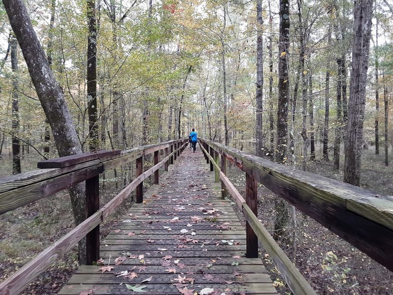 The Enchanting Dismal Swamp Boardwalk