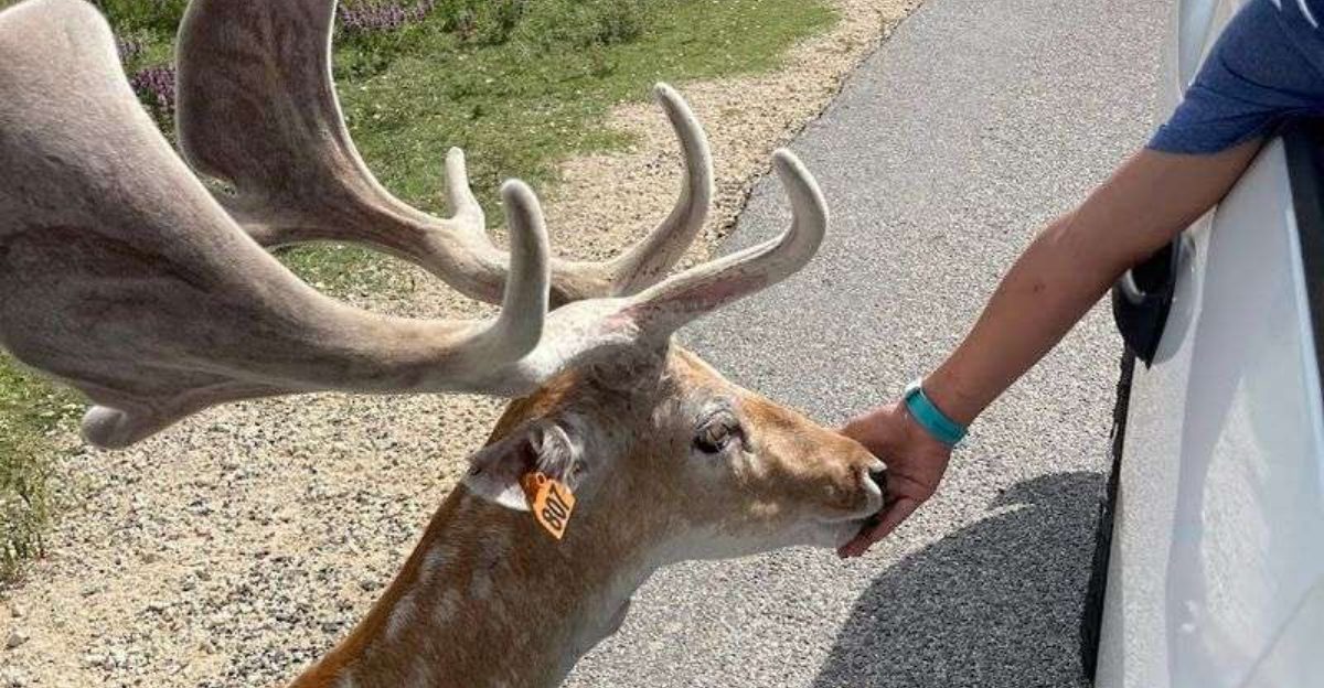 This Texas animal attraction gives visitors the rare chance to interact with wildlife in a way that feels surprisingly personal