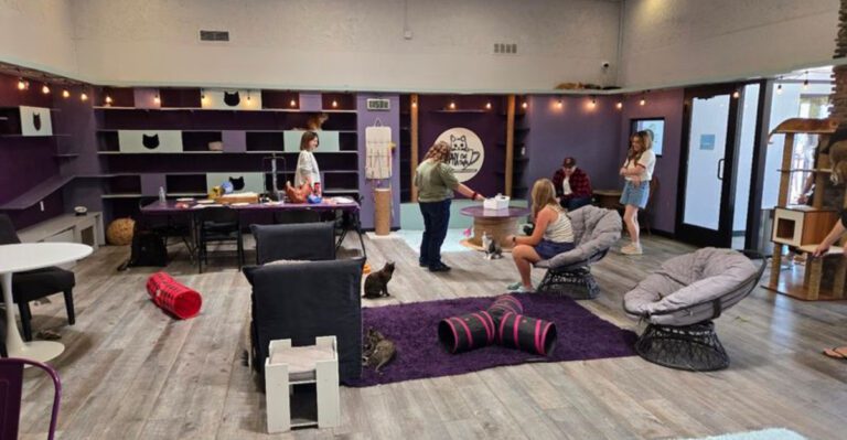 This Three-Story Cat Cafe In Arizona Is Perfect For Anyone Who Loves Cats