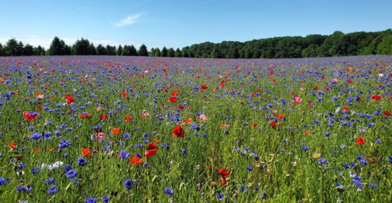 This beautiful Michigan poppy field looks like a scene from a Claude Monet painting
