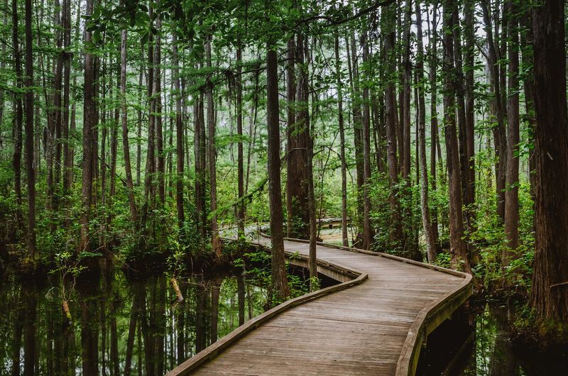 A Rare Carolina Bay Ecosystem You Won't Find Just Anywhere