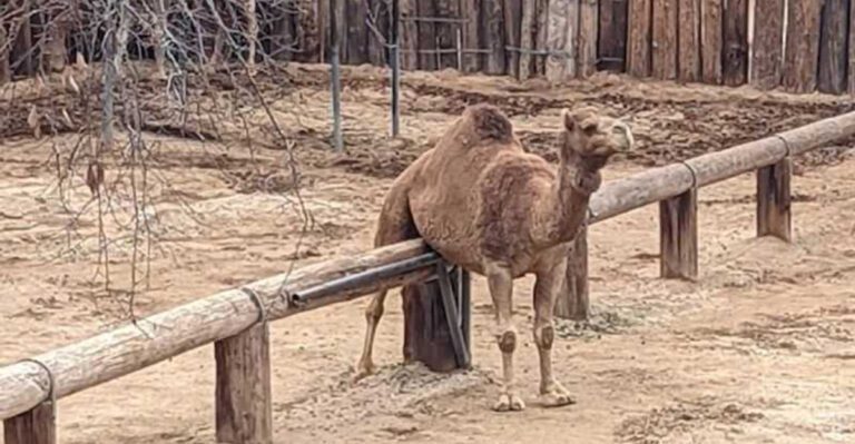 This safari park in Arizona lets you experience exotic animals up close