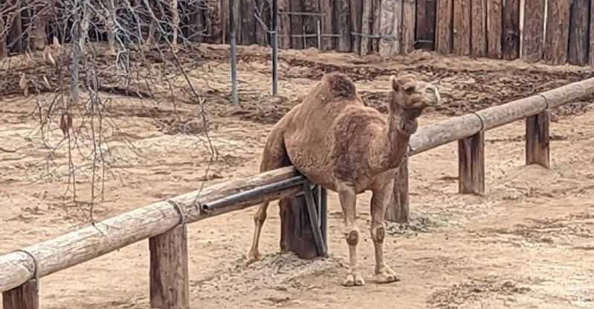 This safari park in Arizona lets you experience exotic animals up close