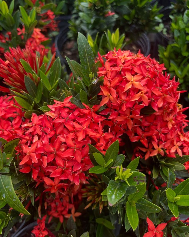 Ixora