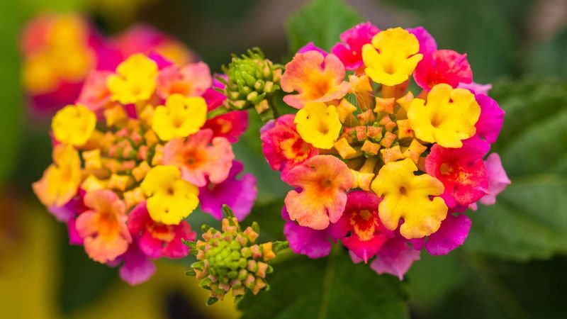 Lantana