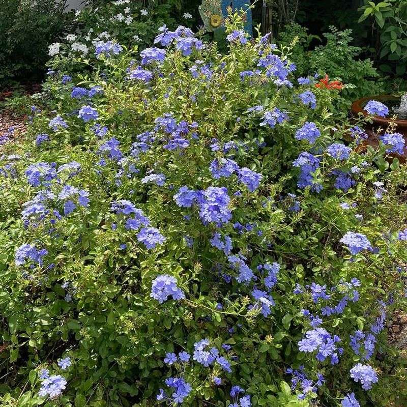 Plumbago