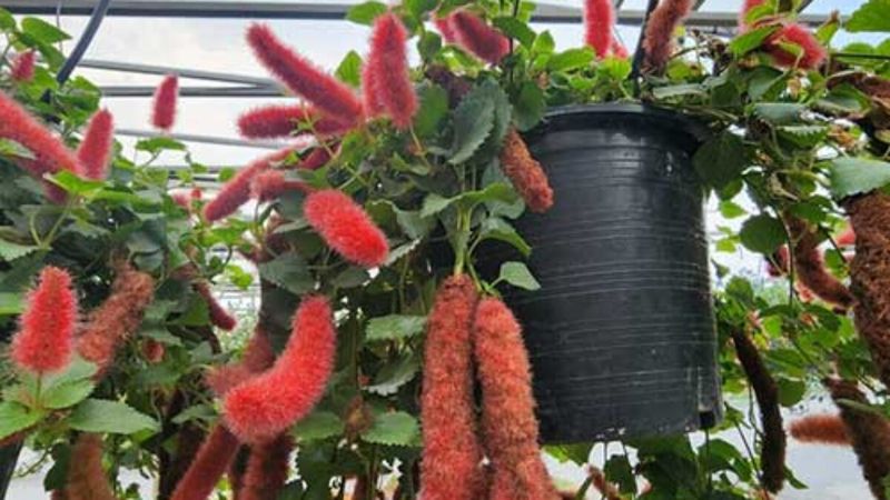 Acalypha