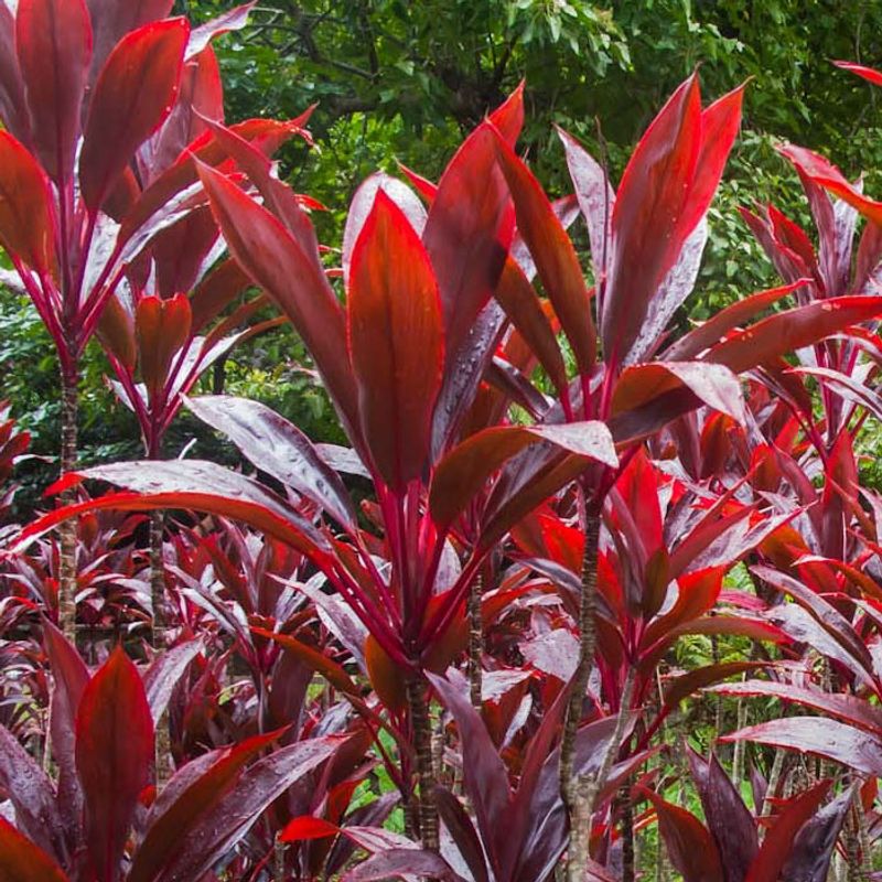 Ti Plant