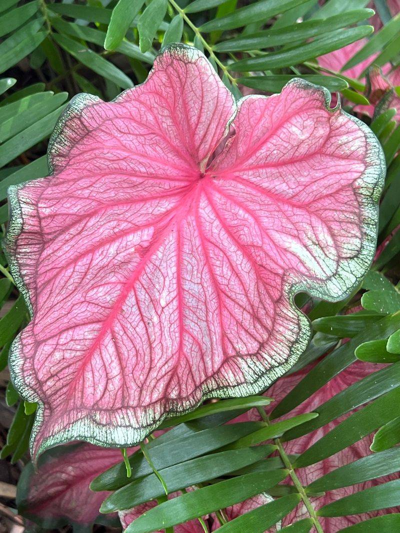 Foliage Plants That Bring Bold Color to Florida Gardens Year-Round 6 Caladium