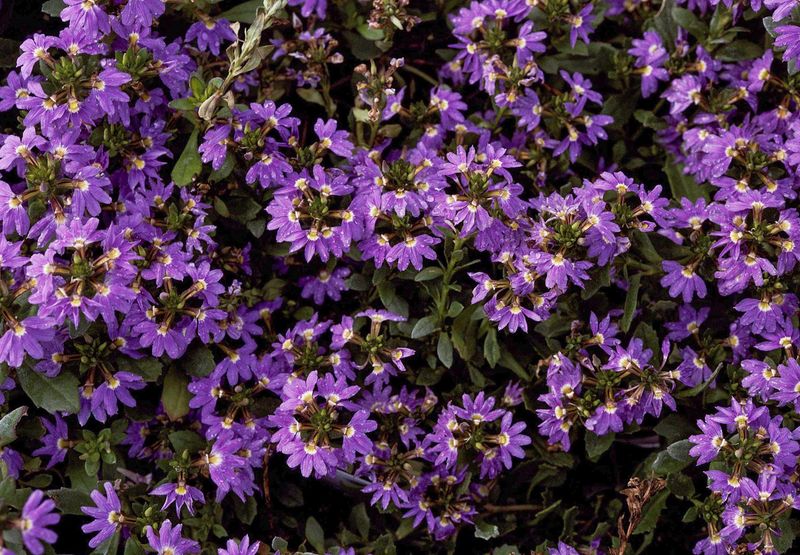 Scaevola