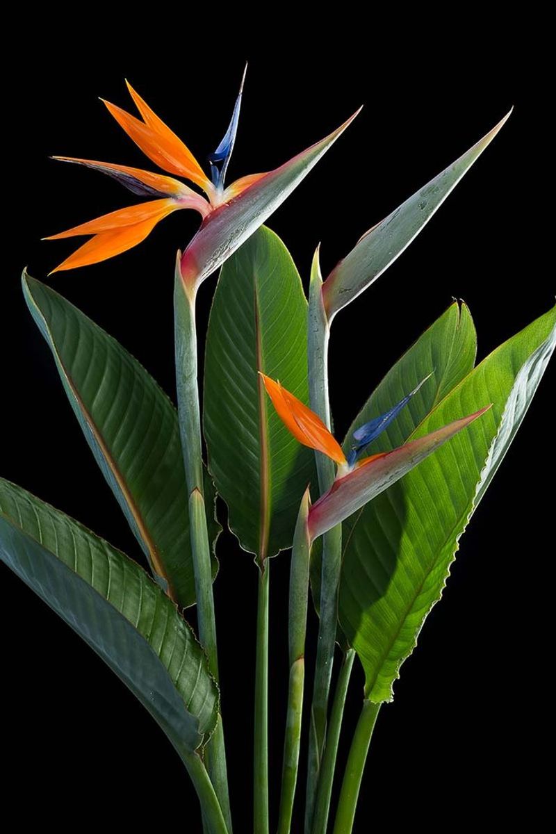 Bird of paradise