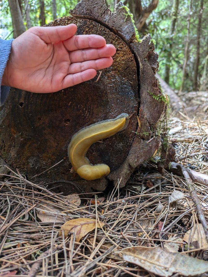 A small California state park that's simply too beautiful to keep secret 10 Spectacular Mushrooms That Stop Hikers in Their Tracks