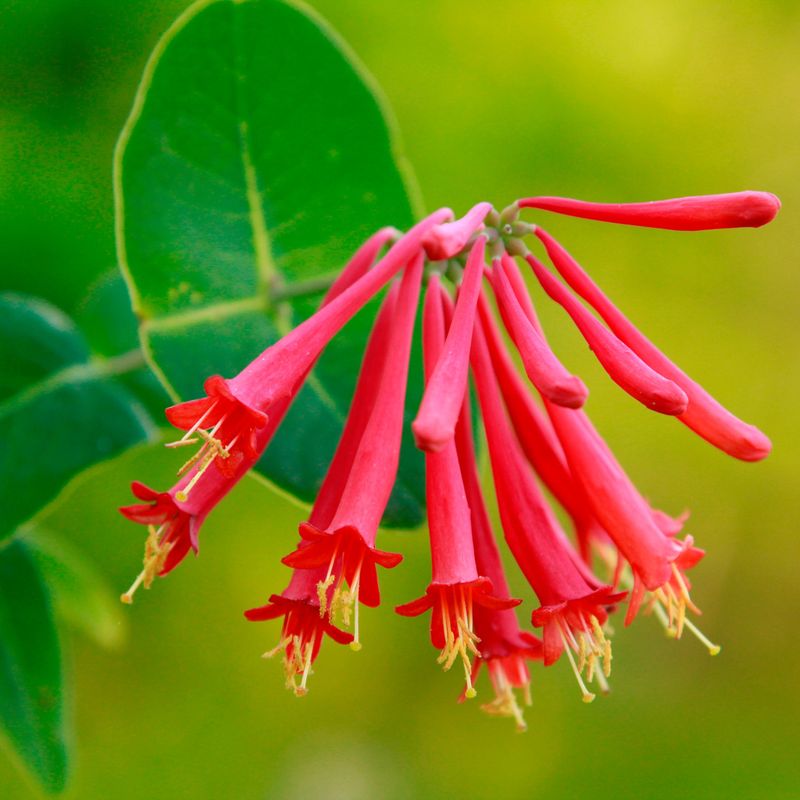Native Florida Plants That Practically Take Care of Themselves 18 Coral honeysuckle
