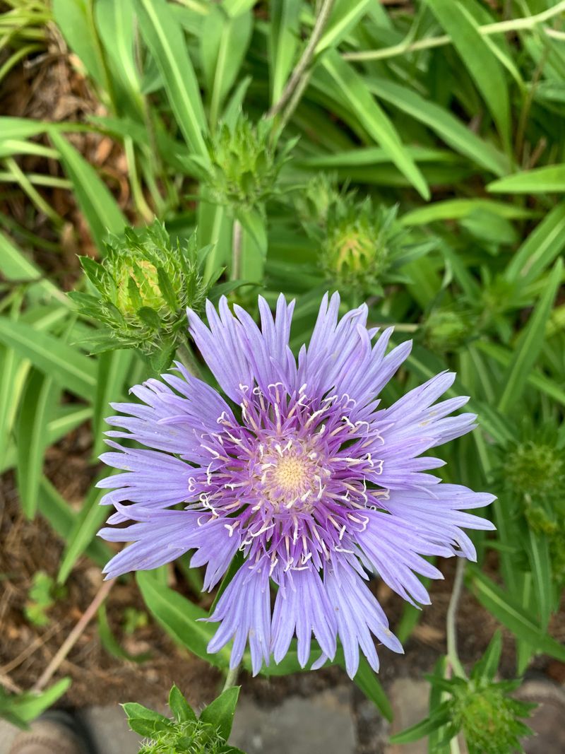 Stokes' aster