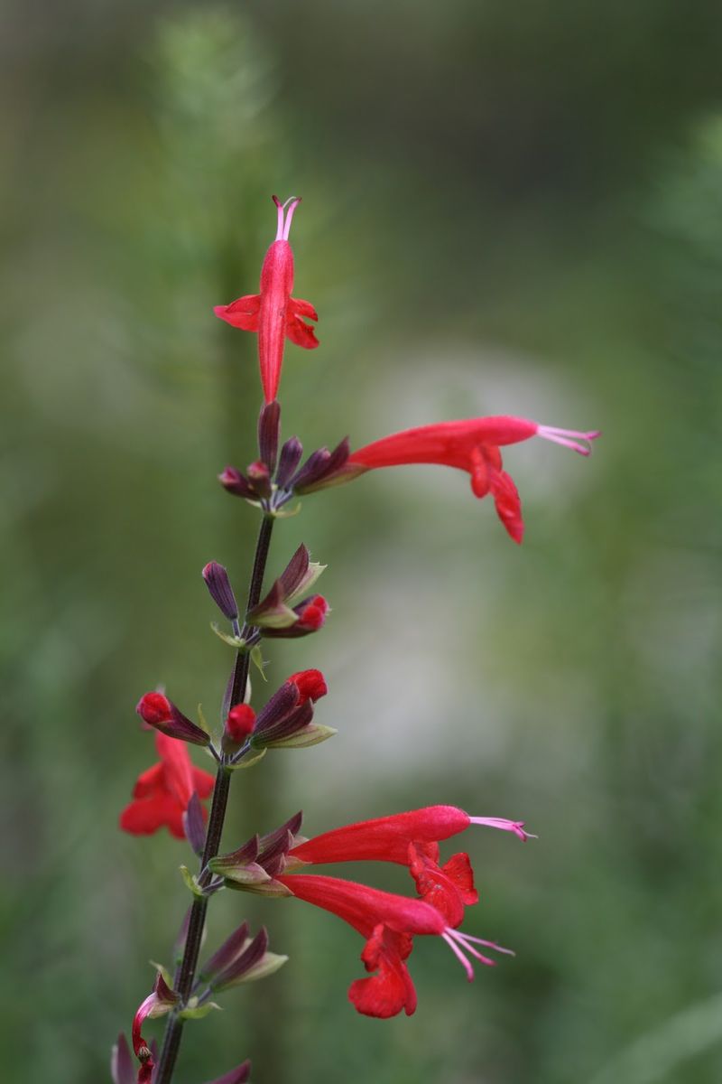 Salvia