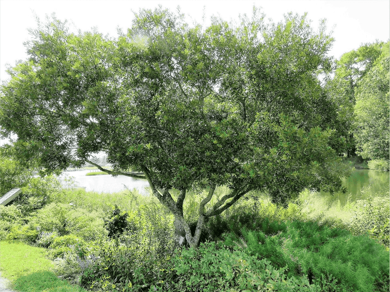 Wax Myrtle