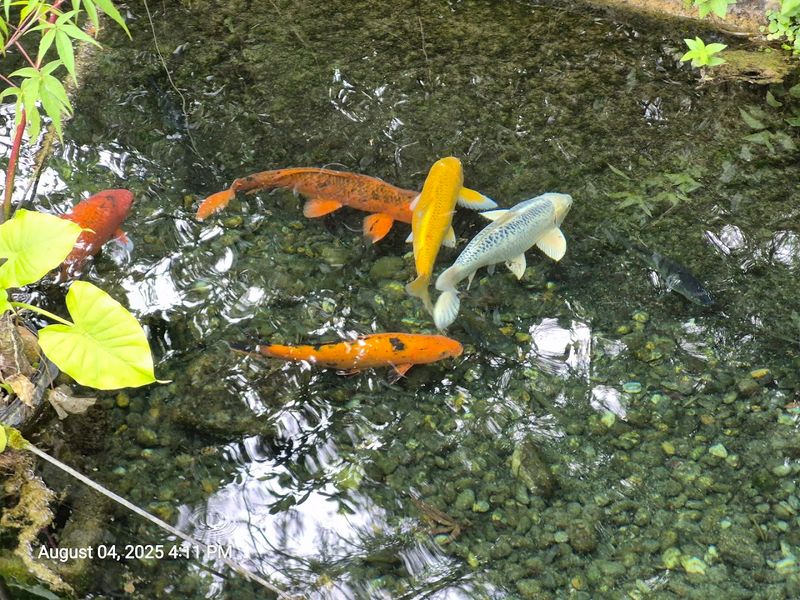 Wildlife Encounters: Fish, Turtles, and More