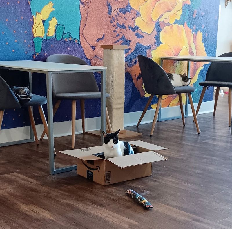 This Arizona Cat Cafe Has Become The Kind Of Wholesome Hidden Gem Animal Lovers Can't Stop Talking About 13 How El Jefe Stacks Up Against Other Cat Cafes Nationwide