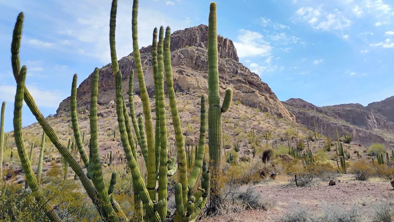 Organ Pipe Cactus National Monument - Ajo, Arizona