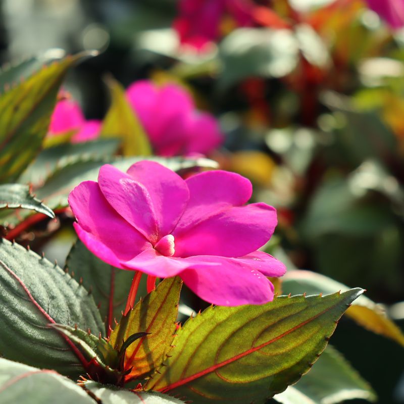 New Guinea Impatiens