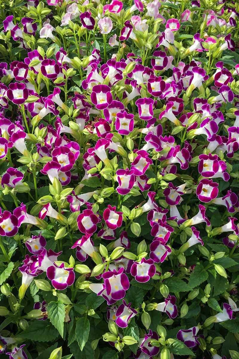 Torenia