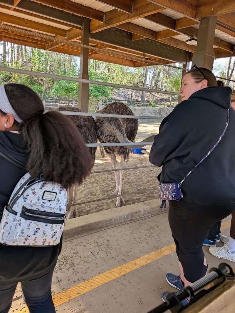 Budgie Aviary Where Birds Land Right on You