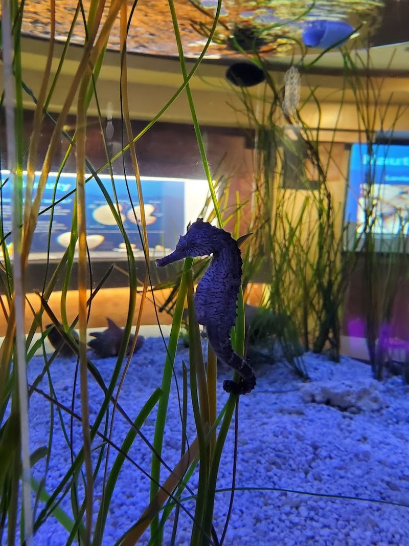 The Seahorse Exhibit: Small Creatures With a Big Story