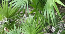 Tough Plants That Handle Florida Rain, Heat, and Sandy Soil With Ease
