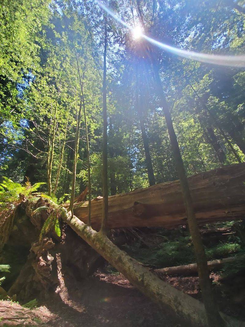 Morning Mist That Transforms the Trail Into Pure Magic