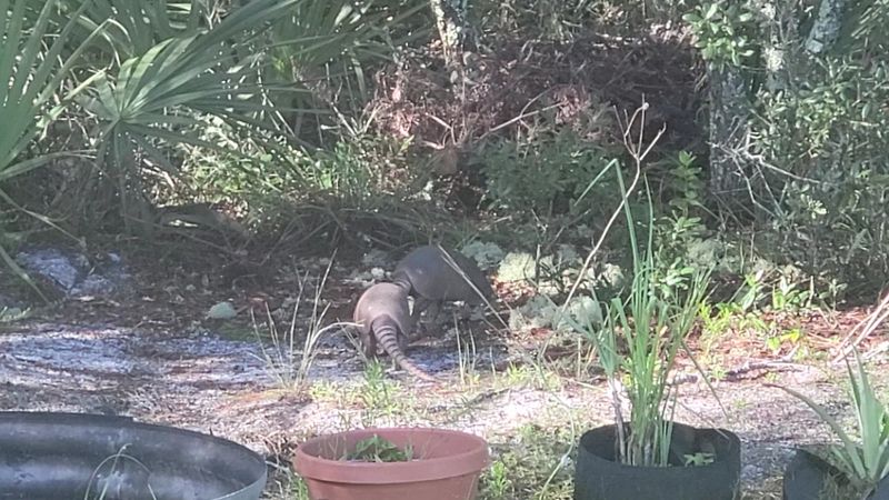 Highlands Hammock State Park: Nature at Its Best