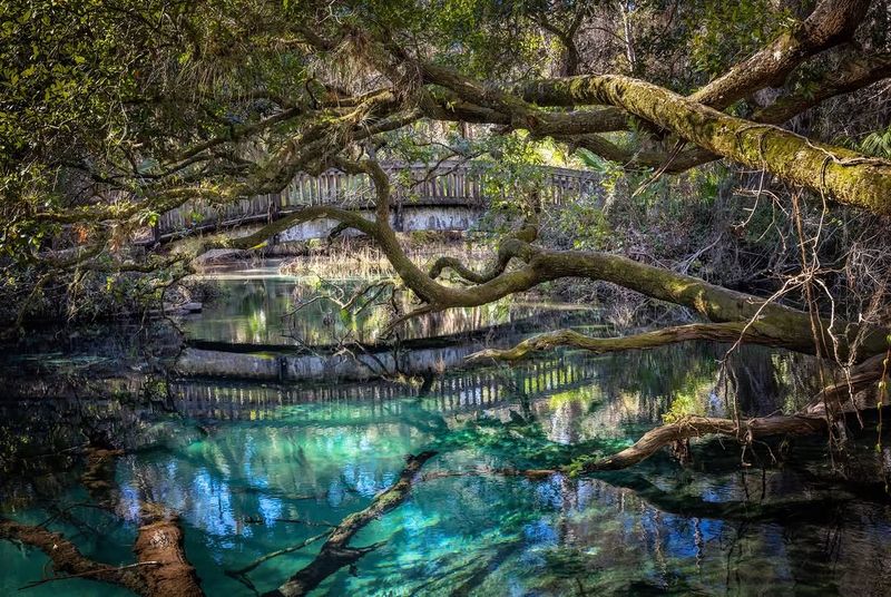 Why Fern Hammock Springs Deserves More Attention
