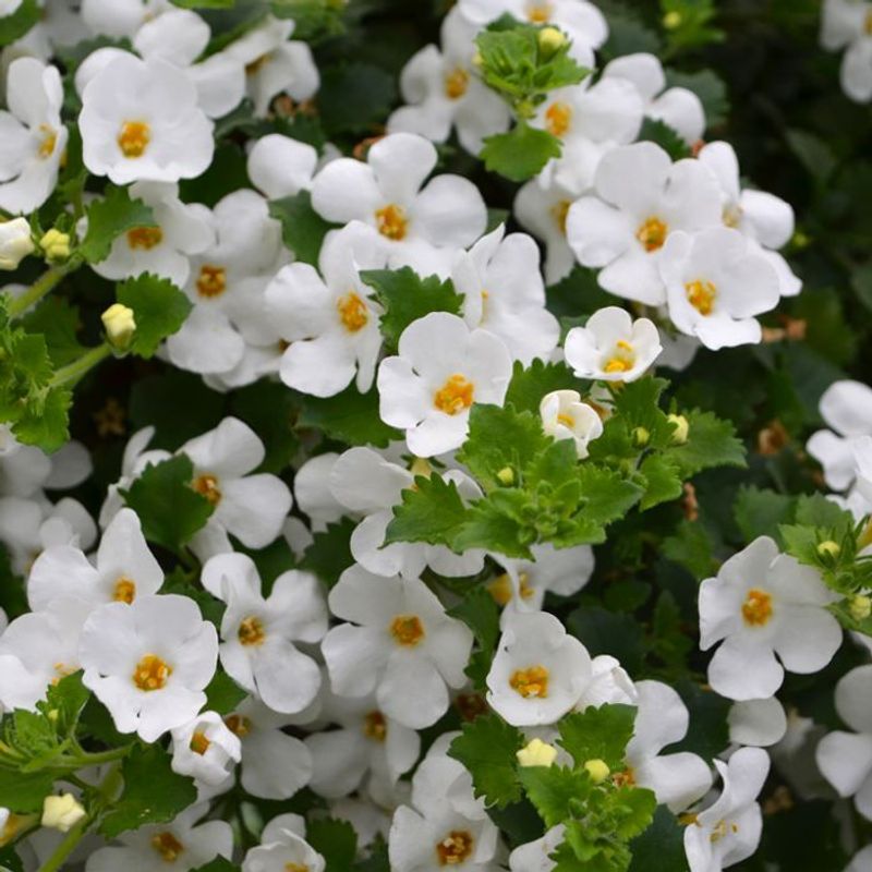 Bacopa