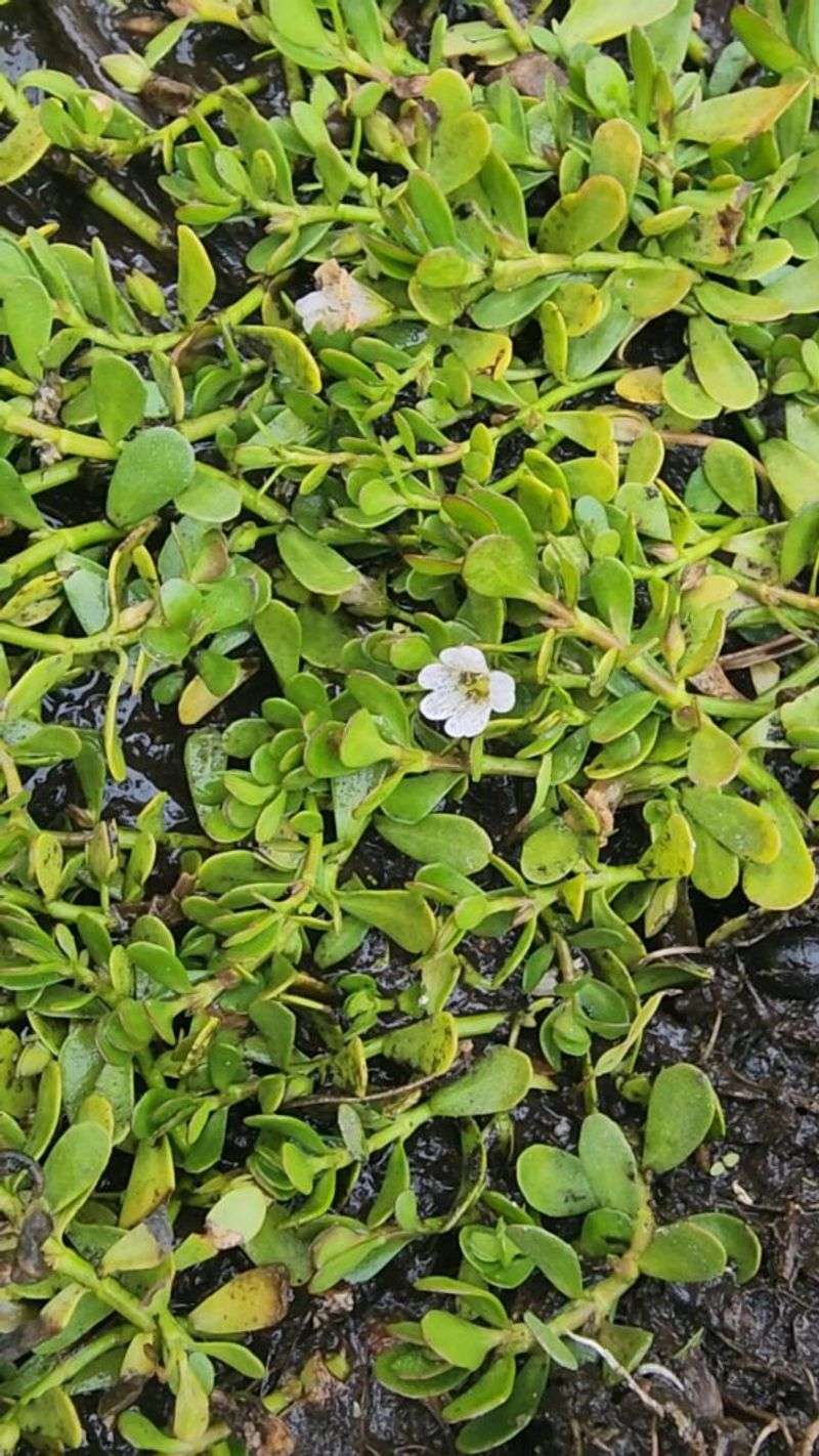 Bacopa