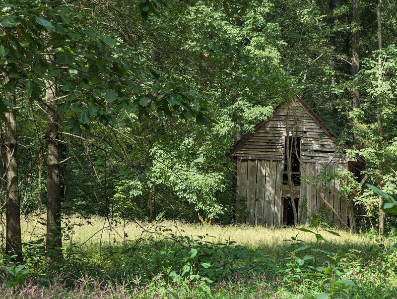 A Historic Cabin That Sparks Curiosity Around Every Bend