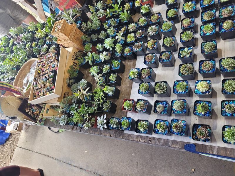 Florida’s Best Empanada Is Found At This Unassuming Flea Market 8 Plants, flowers, and Florida color everywhere