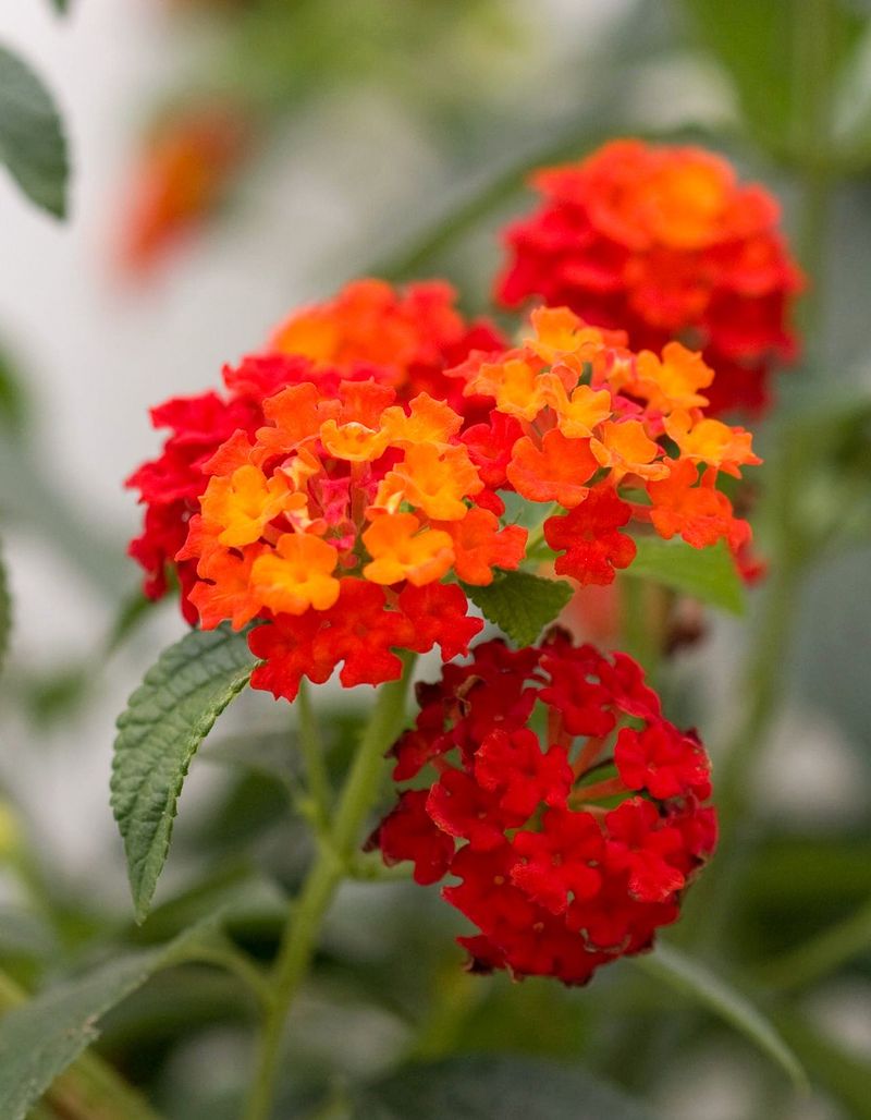 Dwarf Lantana