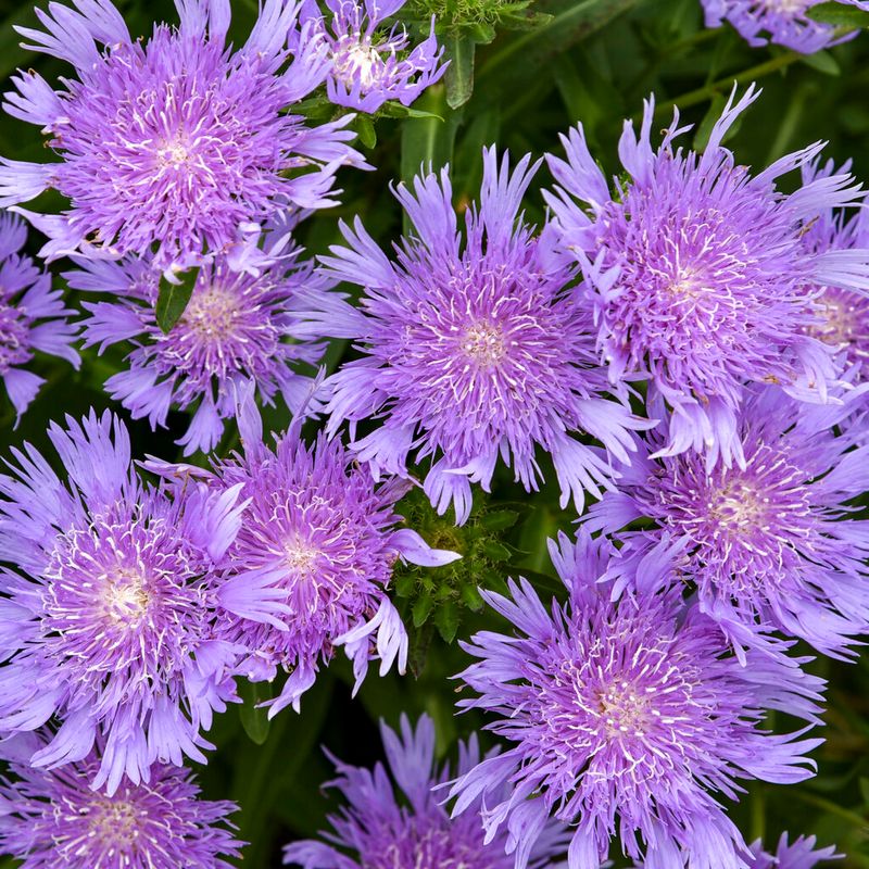 Florida Plants That Bring Butterflies and Bees Into Your Garden Naturally 9 Stokes' Aster