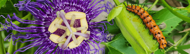 Passionflower