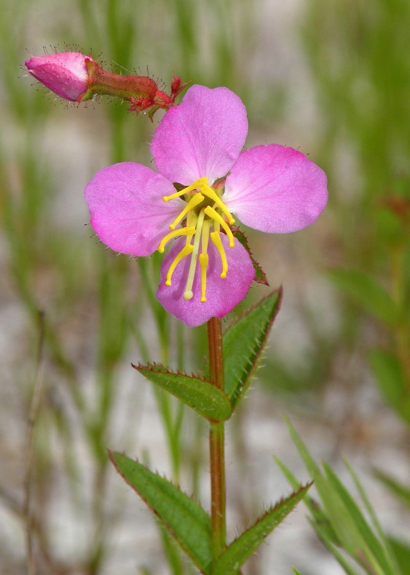 Pineywoods Dropseed (Sporobolus junceus) with Meadow Beauty (Rhexia virginica)