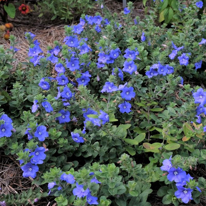 24 low-maintenance flowers that keep blooming through Florida summer 22 Evolvulus